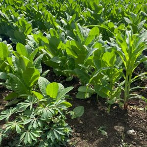 tobacco growing in field